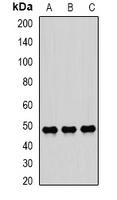 Anti-SCRN2 Antibody