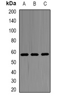 SHMT2 antibody