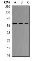 Anti-SELENBP1 Antibody