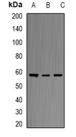 ERG antibody