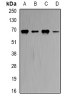Anti-CBS Antibody