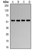 RBBP4 antibody