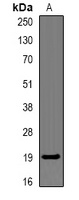Anti-CAP18 Antibody