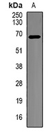 Anti-beta-TrCP Antibody