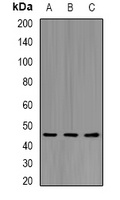 KIR2DL3 antibody