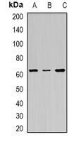Anti-FANCC Antibody