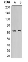 PTBP1 antibody