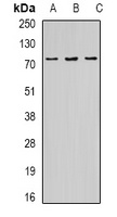 OPTN antibody