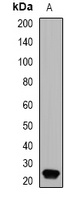 GPX4 antibody