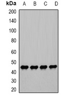 PGK1 antibody