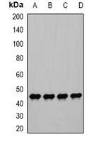 Anti-PGK1 Antibody