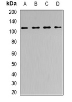 Anti-SNF2H Antibody