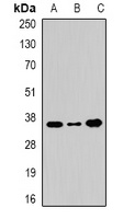 Anti-WDR5 Antibody