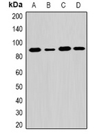 Anti-EXT1 Antibody