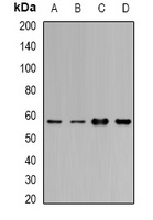 Anti-Cytochrome P450 1A1 Antibody