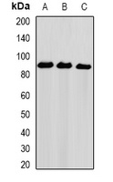Anti-NIRF Antibody