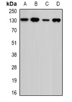 Anti-USP7 Antibody