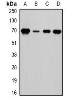 Anti-LTA4H Antibody