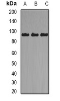 Anti-Axin-2 Antibody