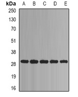 Anti-PSMA1 Antibody