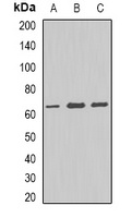 ALDH4A1 antibody