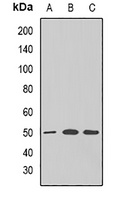 Anti-GNAS Antibody