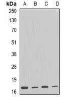 Anti-ARF1 Antibody