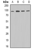 DDB1 antibody