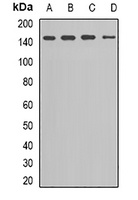 KCNH2 antibody