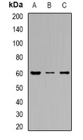 SLC22A8 antibody