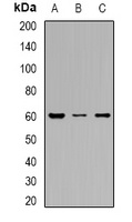 Anti-OAT3 Antibody