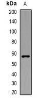 Anti-VGAT Antibody