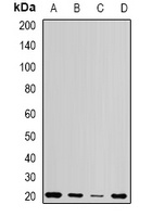 Anti-Centrin-1 Antibody