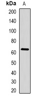 Anti-STAU1 Antibody