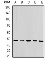 Anti-UQCRC2 Antibody