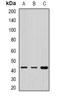 Anti-Rabphilin-3AL Antibody