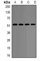 Anti-p54nrb Antibody