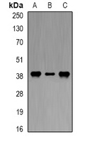 Anti-DAO Antibody