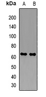 Anti-PDZK1 Antibody