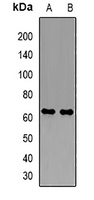 PDZK1 antibody