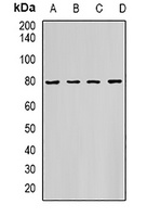 HADHA antibody