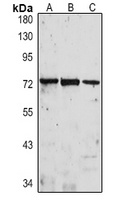 IL1RAP antibody