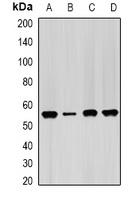 Anti-IMPDH2 Antibody