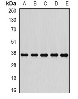 PSMD7 antibody
