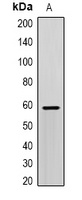 SCP2 antibody