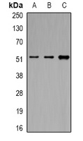 Anti-eIF3E Antibody