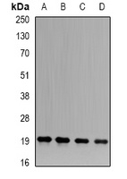Anti-APRT Antibody