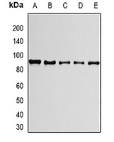 Anti-PRPF3 Antibody