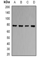 Anti-RBAT Antibody