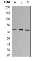 Anti-PRDM14 Antibody